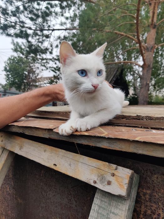 Подарите жизнь кошечке