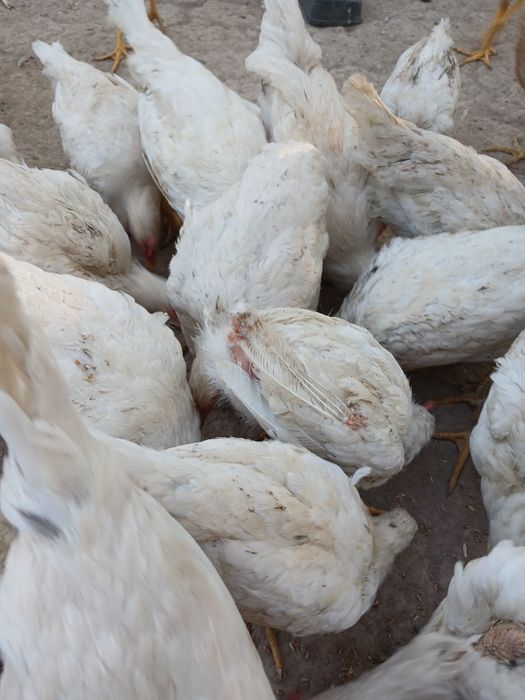 Sog'lom tovuqlar bor sog'lom Donaga.