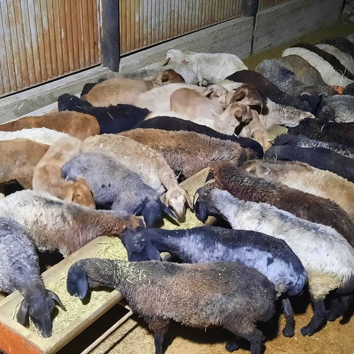 май семиз кой токты тусак кошкар