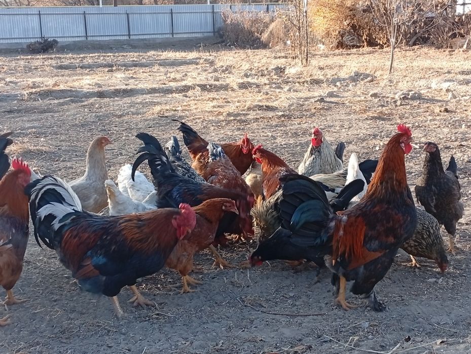 Әтеш сатамын 5000