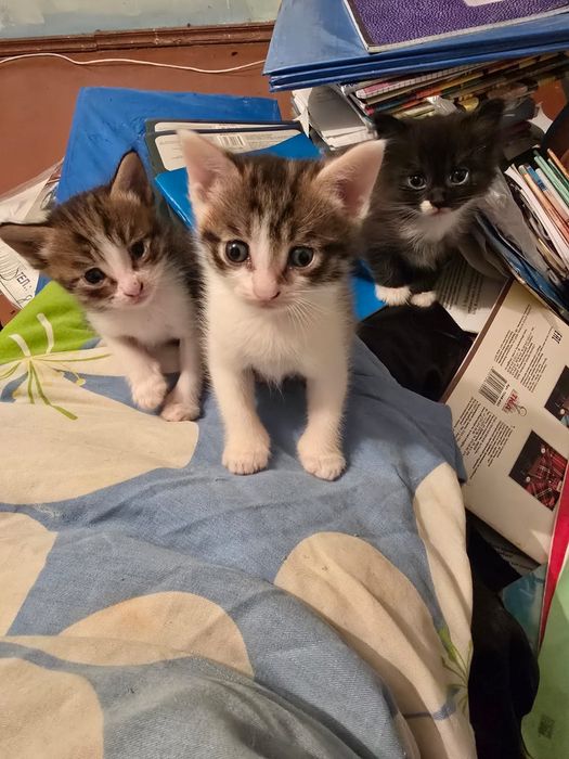 КОТЯТА в добрые руки