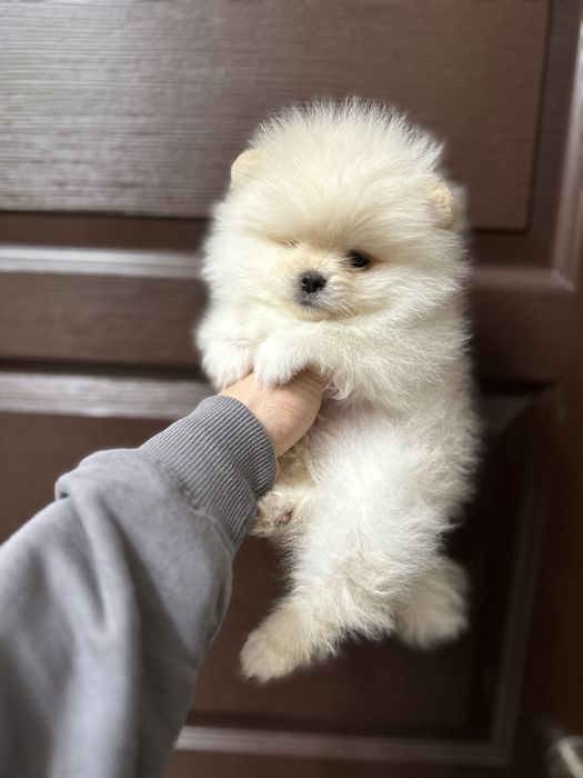 Мини- Померан.