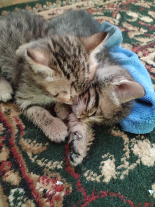 Котята в хорошие руки