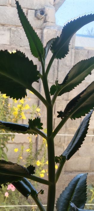 Продам колеус.катарантус.герань..бегония .