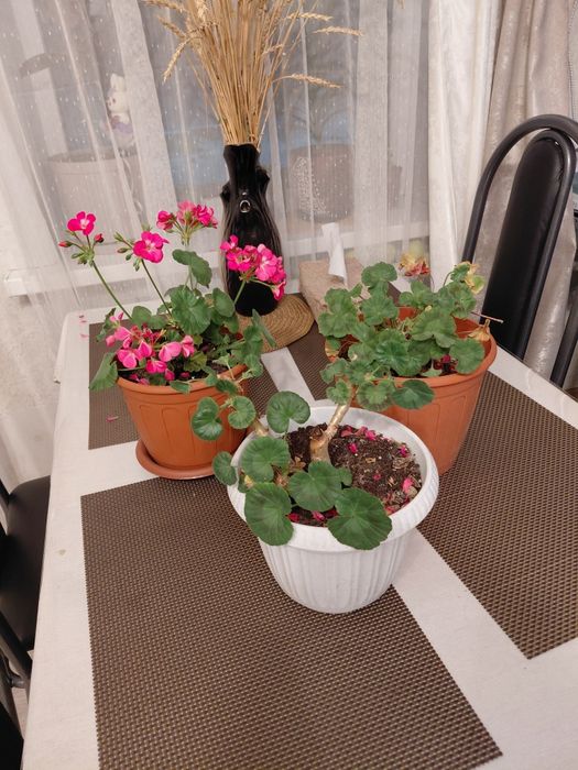 Продам герань розовую