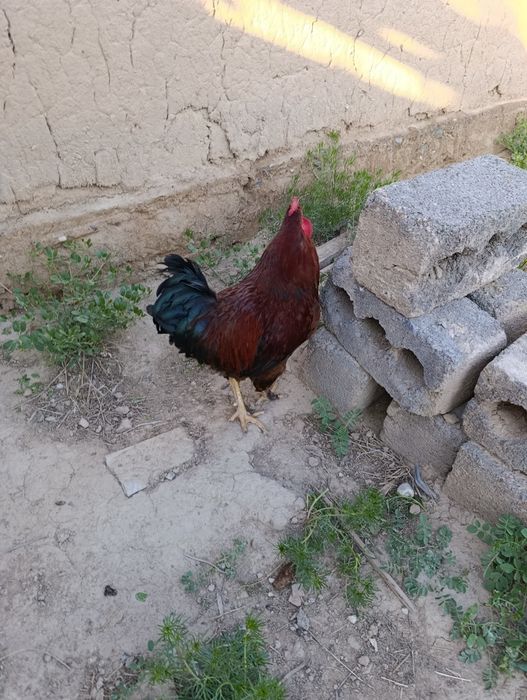 Кораз сатылады 4 шт