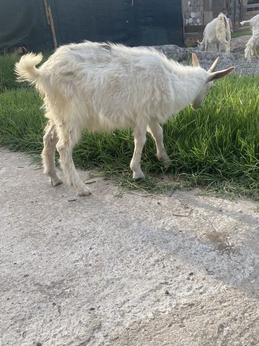 Лақ теке 2,5 айлық