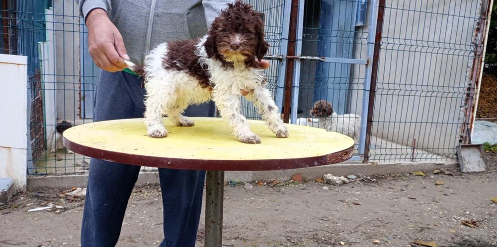 Лагото Романьоли