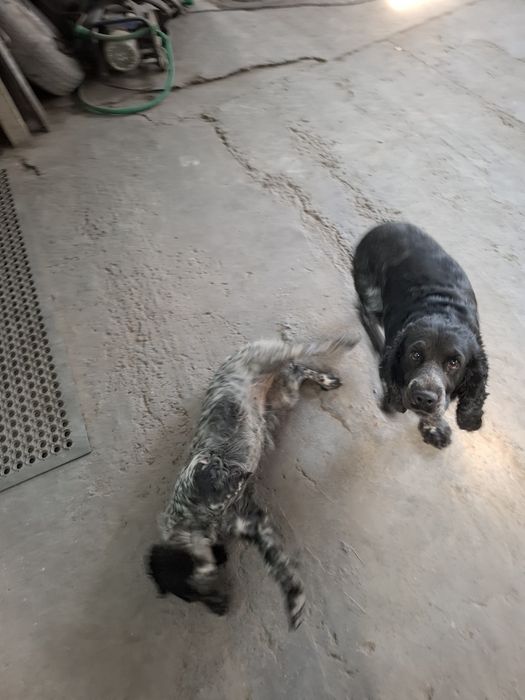 Щенки спаниэля.   .