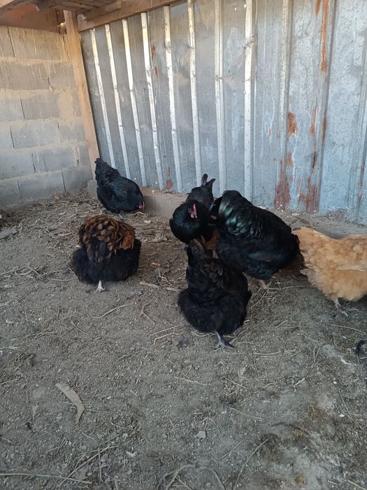 Инкубация жумыртқа