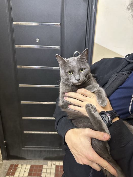 отдам в добрые руки, порода бритиш фолд