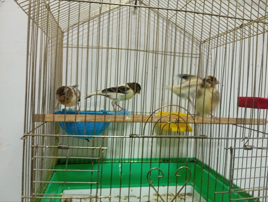 Yirik Malado'yla sotiladi 3 oyli