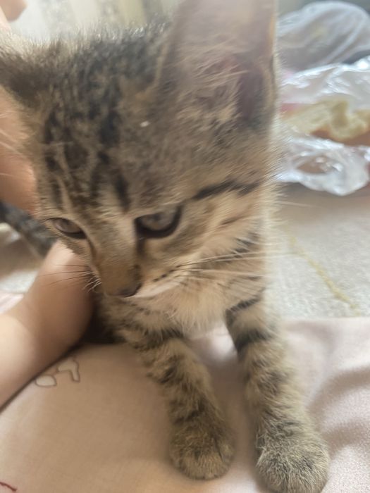 отдаем бесплатно котят