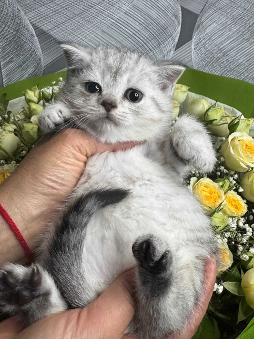 драгоценные шиншиллы котята