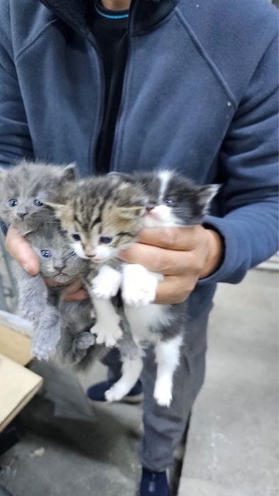 Котята отдам в добрые руки