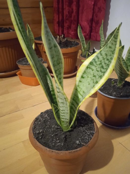 Сансевиера 2 броя