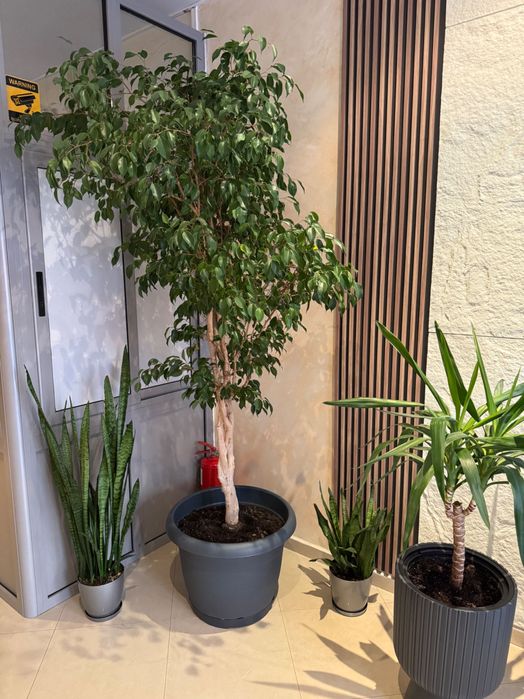 Огромно растение БЕНДЖАМИН подходящ за хотели и жилищни сгради