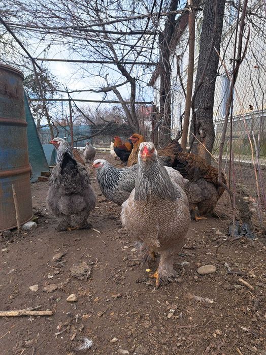 Ouă și găini brahma diverse varietăți de culoare