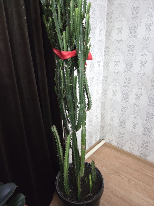 Кактус 2. мтр примерно