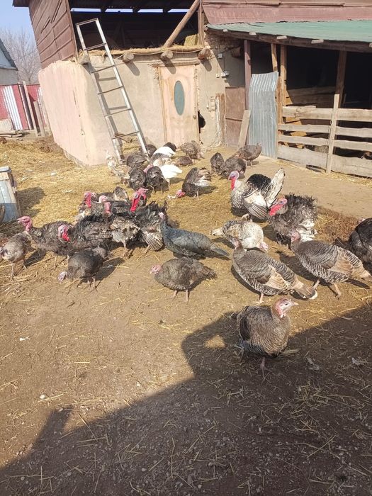 Үндіктер сатылады жақсы бағадан