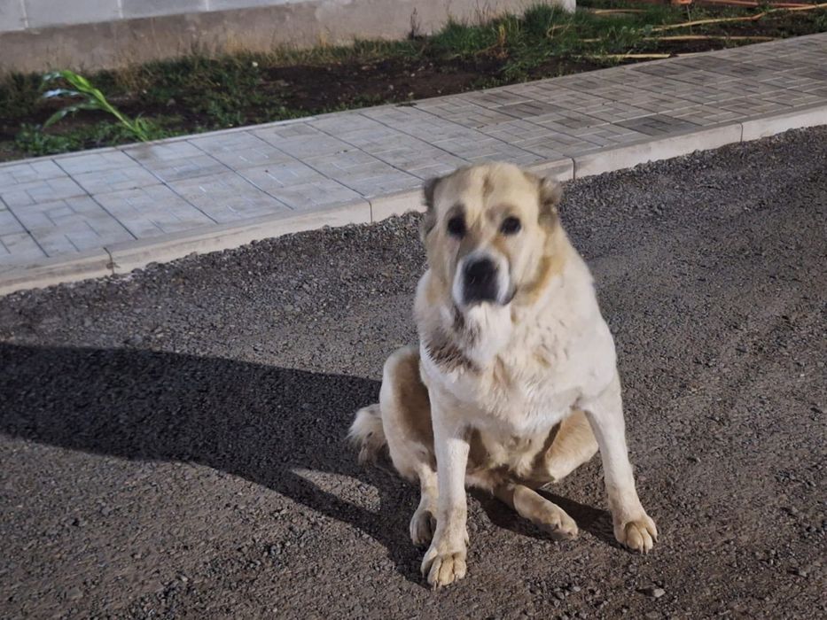 Животныйе Сабака
