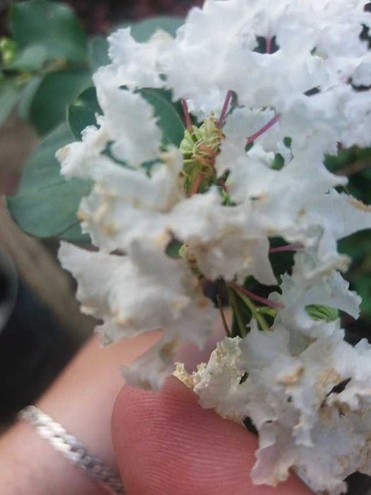 Лагерстремия - индийски люляк Налични 5 цвята