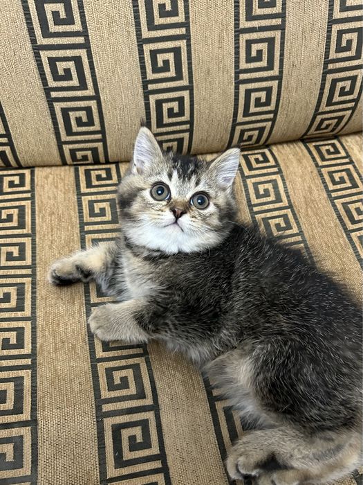 3 малышa шиншиллы