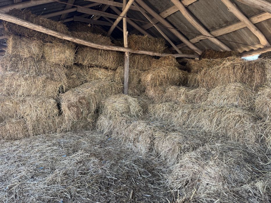 Baloti lucenea prima coasa