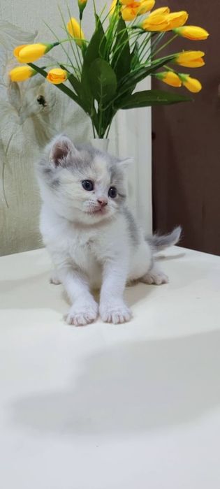 Мушукчалар сотилади.