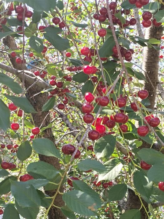 Продам частный дом в Кобде