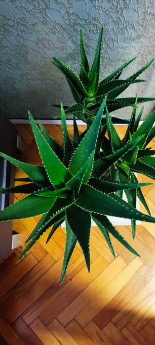 Алое 3бр. очаква се цъфтеж