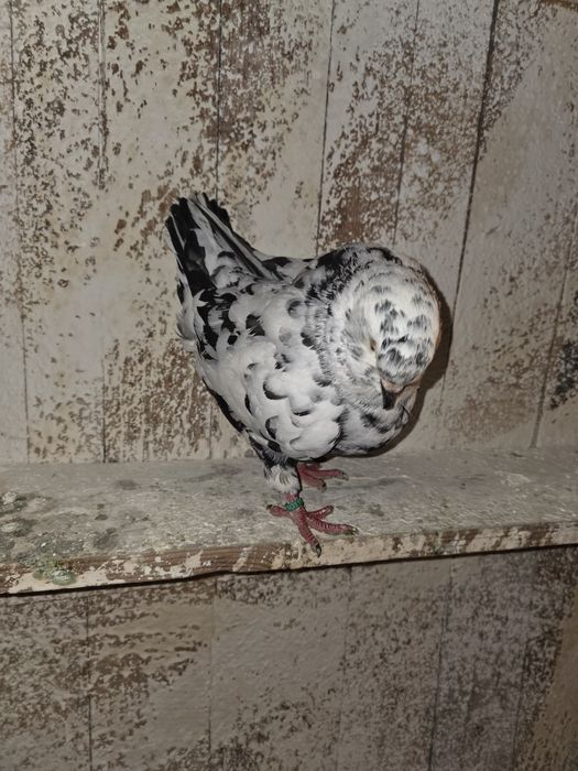 De vanzare porumbei kingi