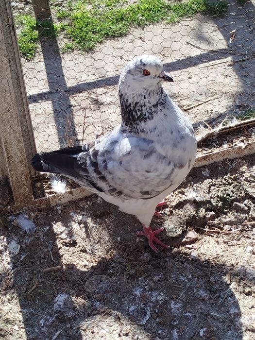 Американски Кинг