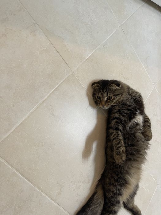 Кошечка кошечка кошечка ищет дом