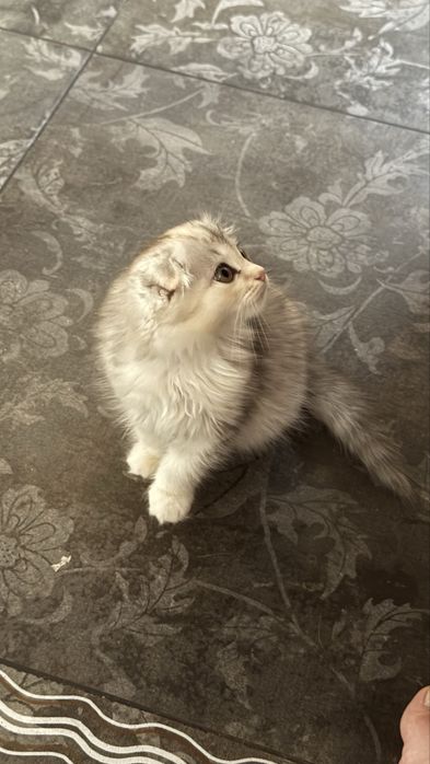 Котенок девочка вислоухая