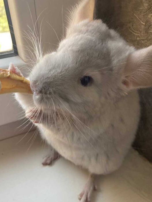 Шиншиллы Diamond Chinchilla