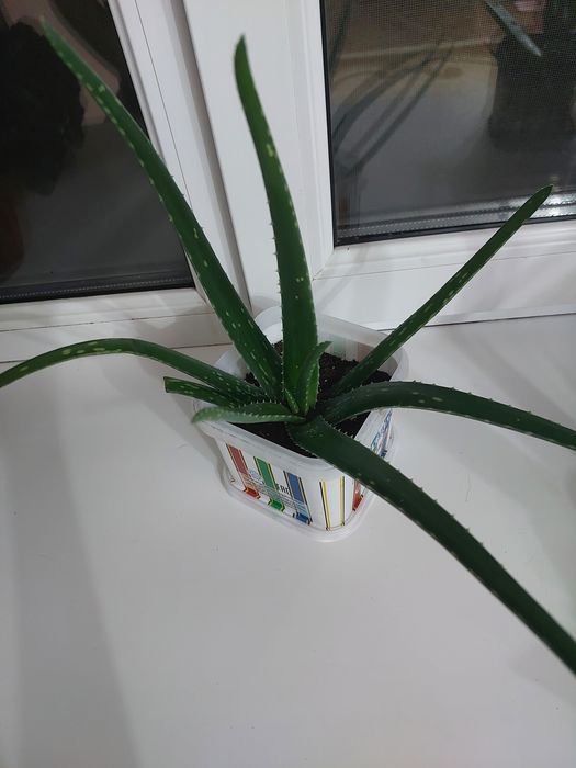 Лечебное растение "Алое вера"