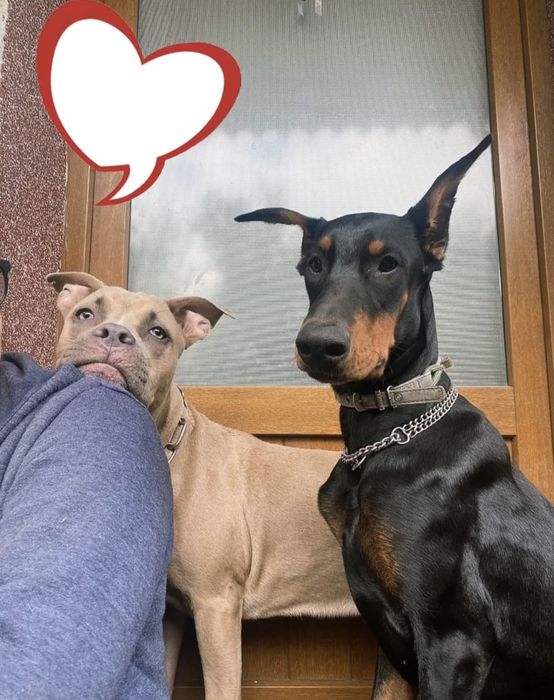 Psihologie canină și dresaj