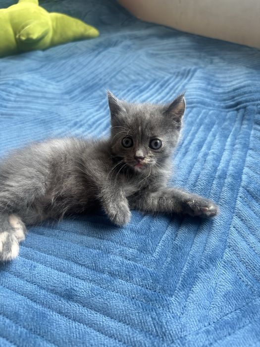 Отдам котенка девочка в хорошие руки