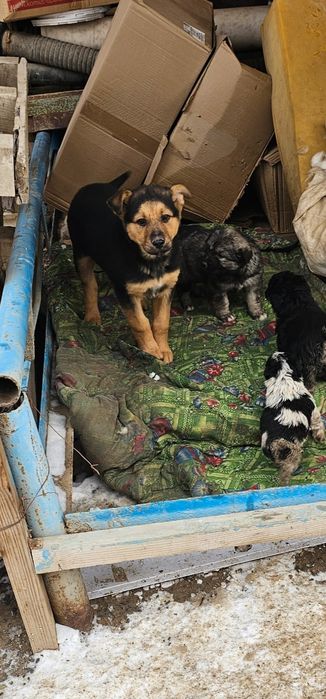 Дворняшки ///////////