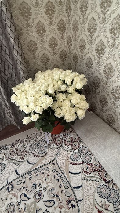 Роза белая 150+ штук