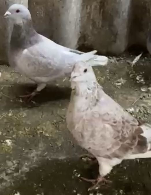 Vand porumbei diferite rase