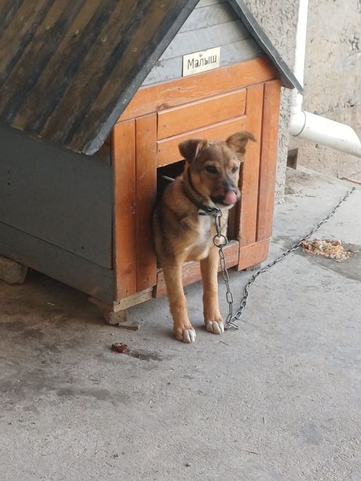 Сабака в хорошие руки