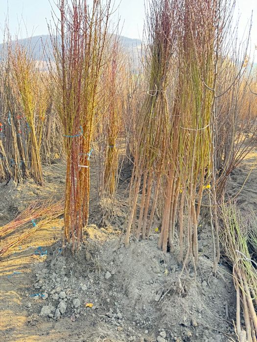 Piersic pe rod, mar,cais,cires, smochin, migdal, prun, pomi fructiferi