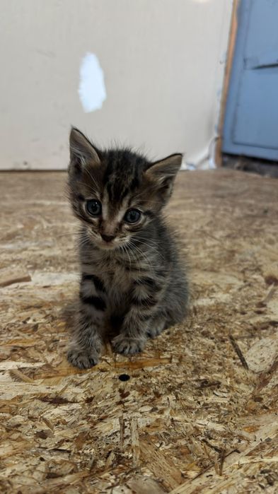 Отдам бесплатно котят