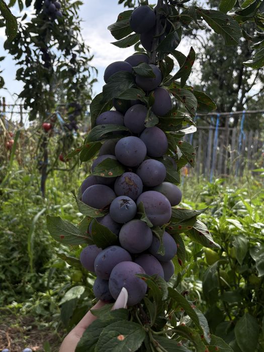 Prune de vanzare soi anaspet