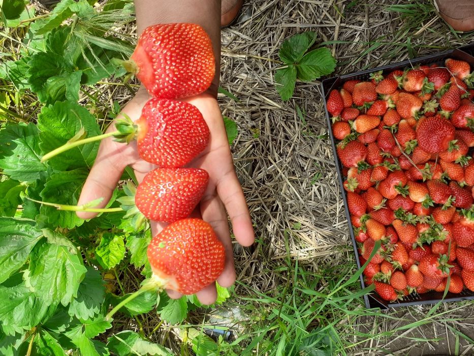 Здравей те продавам расат ягоди и малини