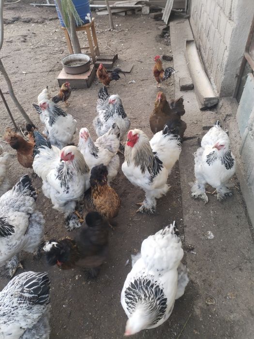 Se vând găini din 2025