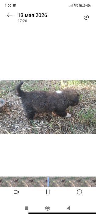Кучук (щенок) боласи сотилади. Қизбола кучук.
