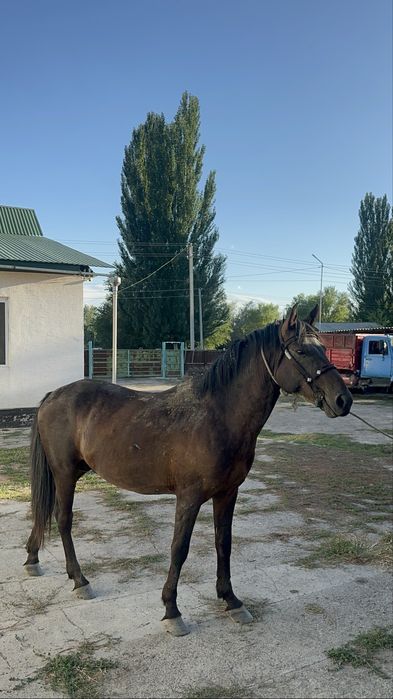 Айгыр Жеребец 6 жас